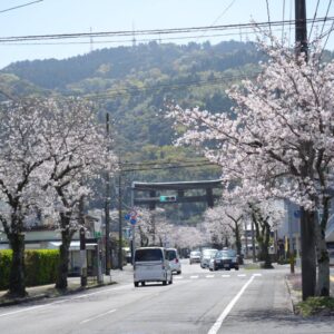 春の愛宕通線