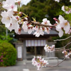春の神門