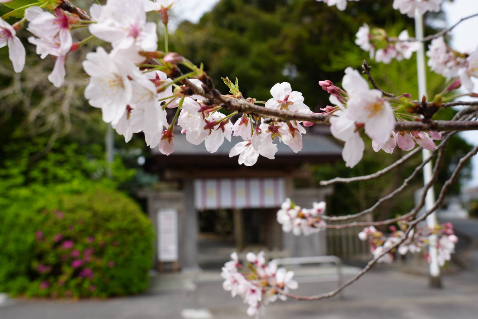 春日神社の紹介写真