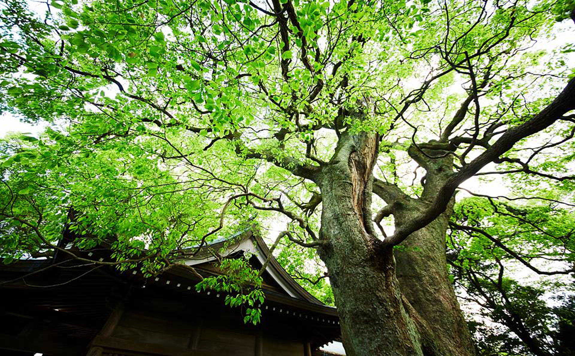 春日神社の紹介写真