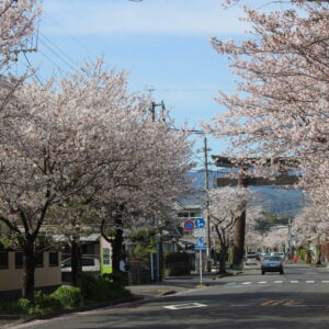 愛宕通線の桜並木