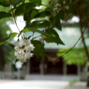 卯の花